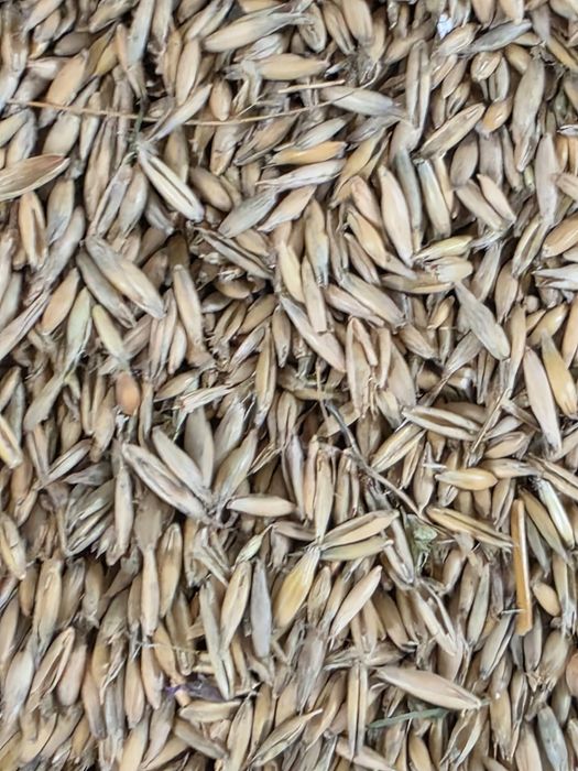 Porumb boabe , Grâu, Ovăz