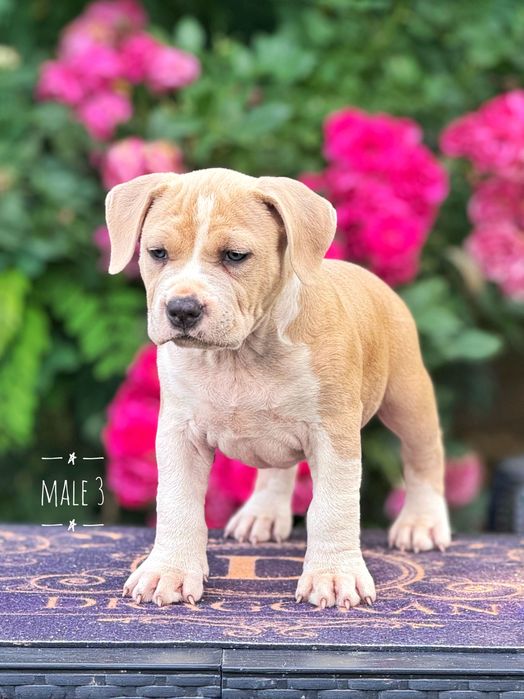 Amstaff mascul rasă pură cu pedigree
