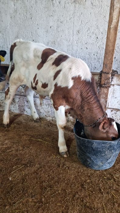 Vând tăuraș de 3 luni și vițică de 3 luni jumate