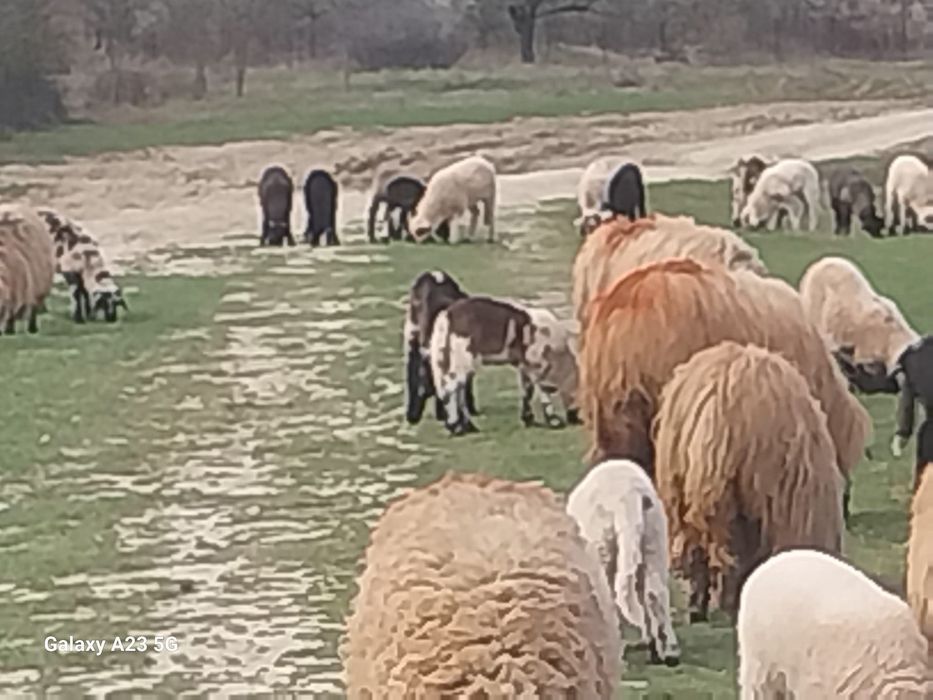 Oi cu miei de vanzare