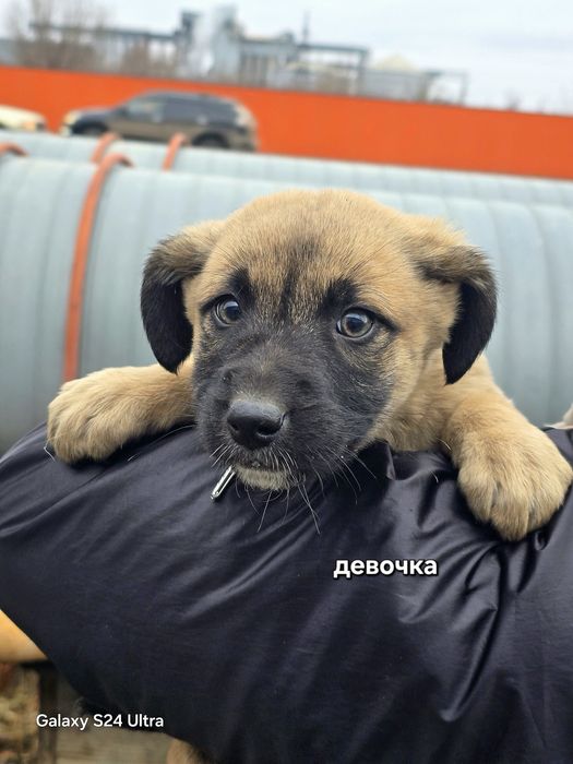 Милые сестрички лисички