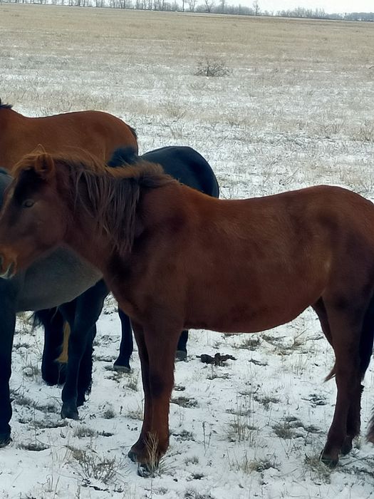 Курен каска байтал сатылады