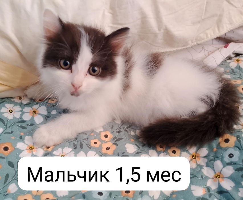 Отдам котят в дар