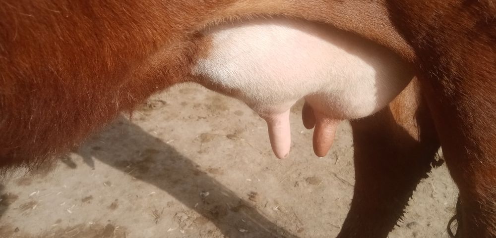 Жондор калсо олдида