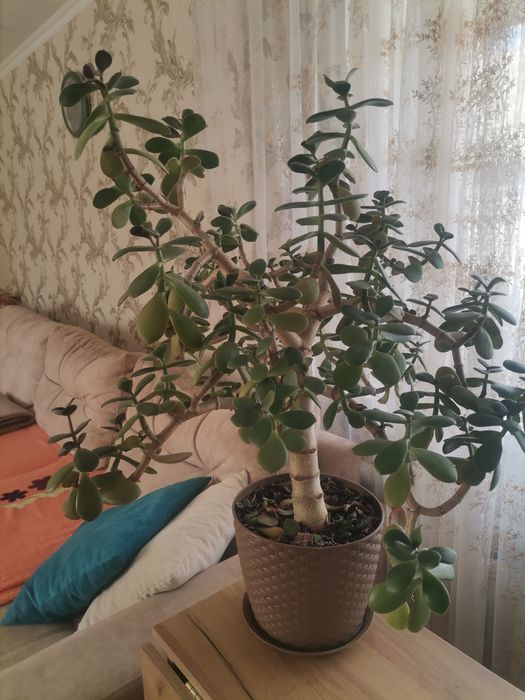Продам алоэ, денежное дерево