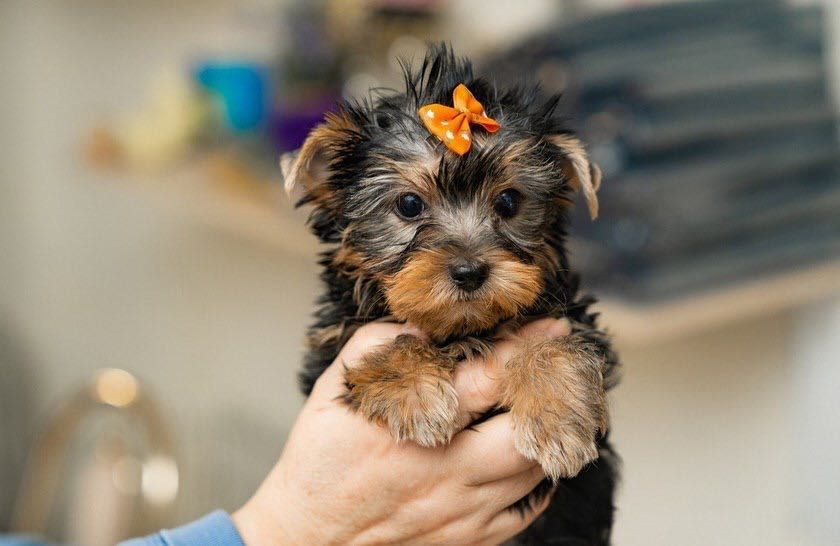 Йоркширской терьер Щенята