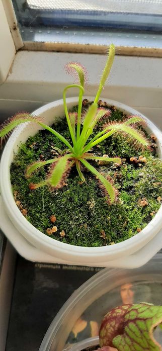 Семена на насекомоядни (хищни) растения: дионея, росянка