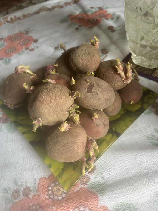 Семена картофеля
