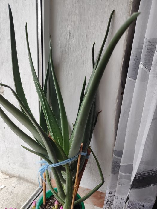 Продаётся Алоэ Вера