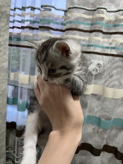 отдам котенка девочку