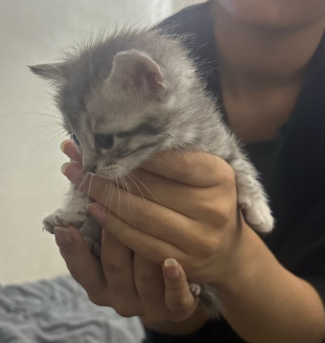 Отдам котят бесплатно