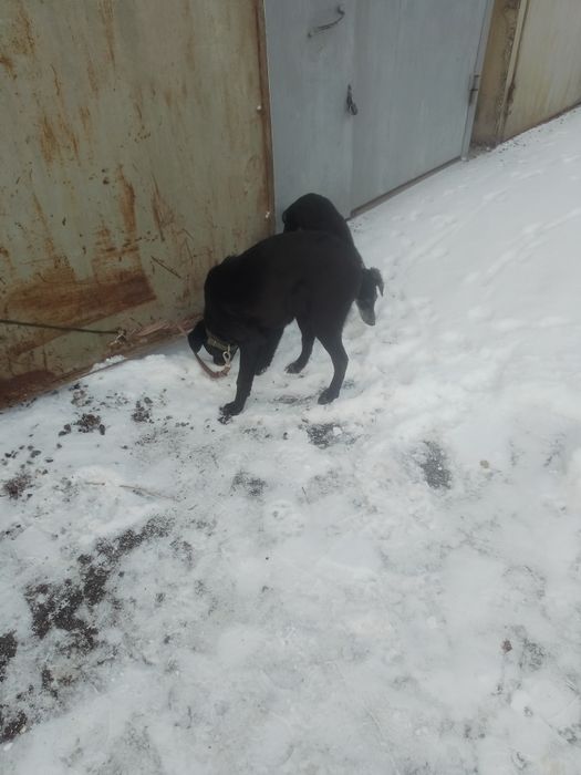 Тазы, чисткровный