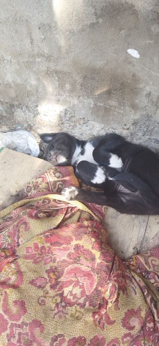 Отдаю щенков, все девочки.