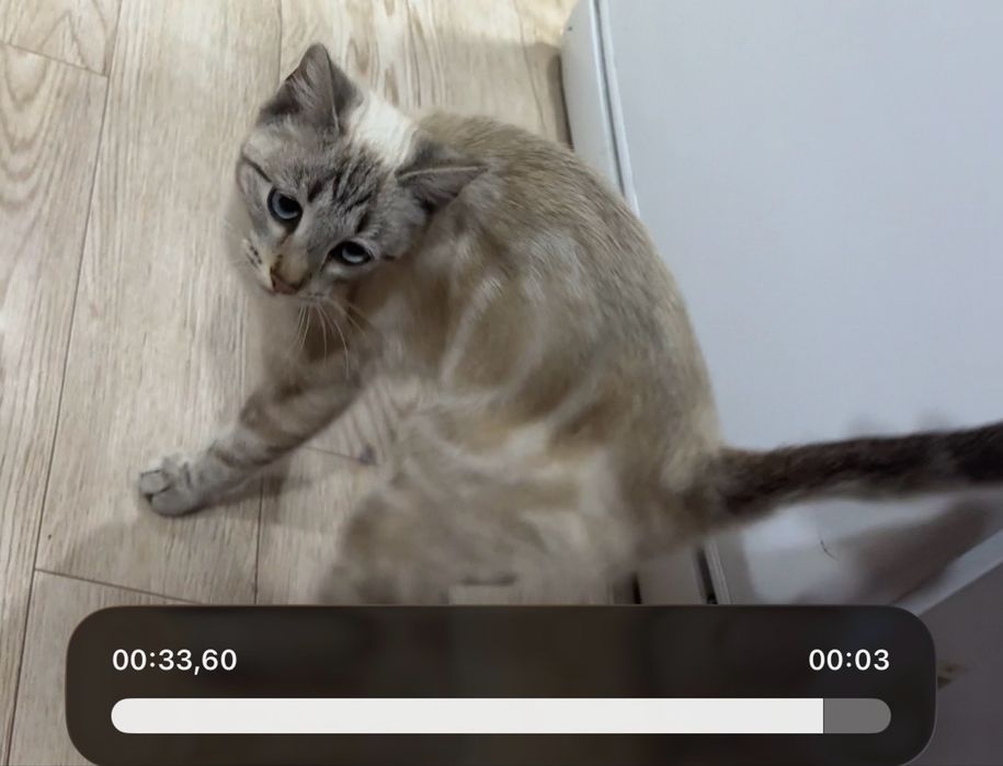 отдам котенка бенгал в полоску