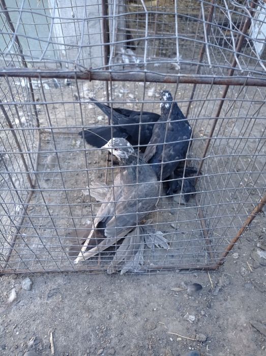 Голуби гульсары молодежь