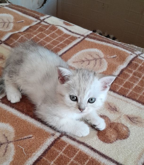 Британские котята