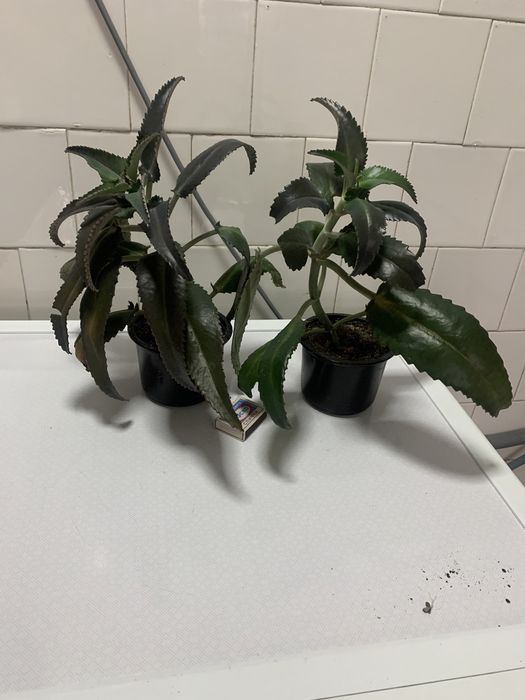 Каланхоэ лечебный