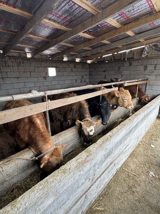 Продам 6 голов бычков