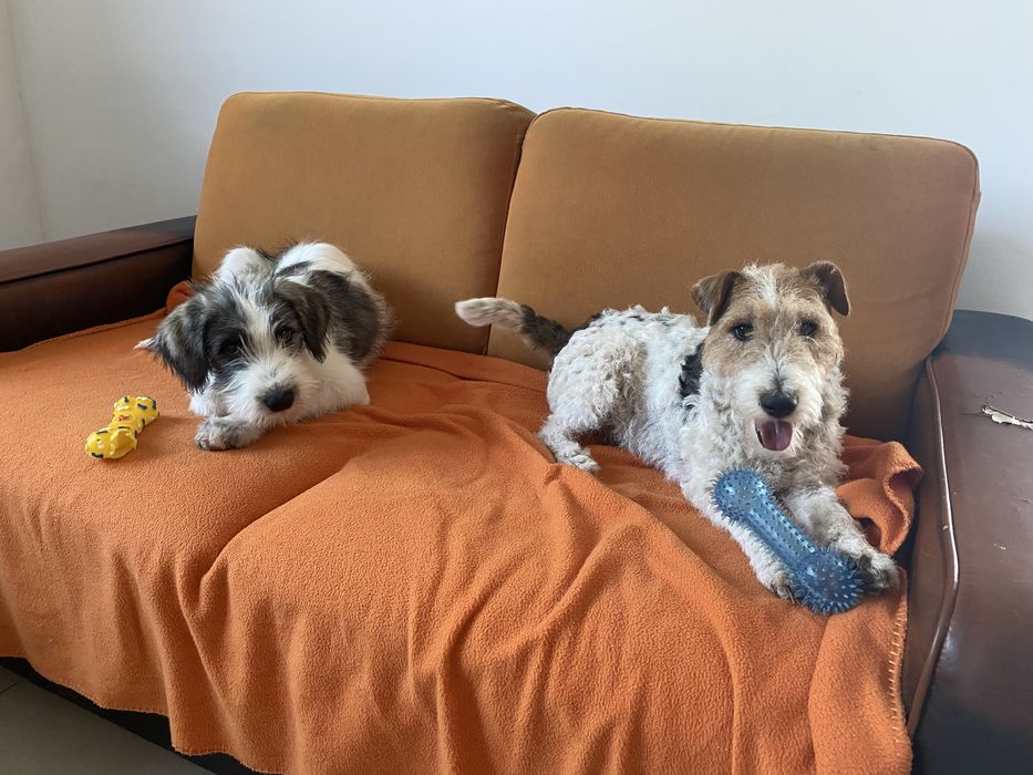 Pet Sitter – bonă pentru pisici sau caini [Arad)