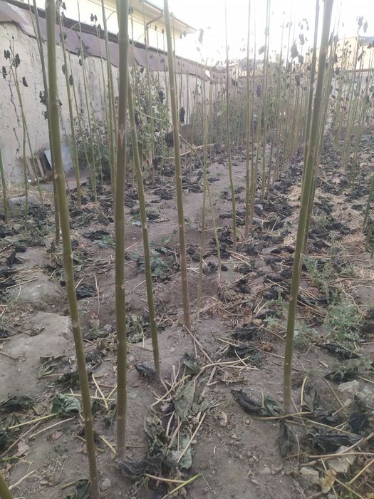 Pavloniya daraxtlari sotiladi 250-280tacha