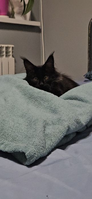 Мейн кун котенок