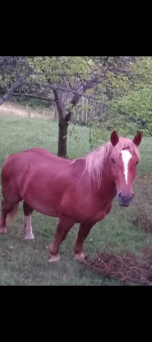 Mânz de 2 ani jumate de vanzare
