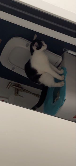 Кот ходит в унитаз