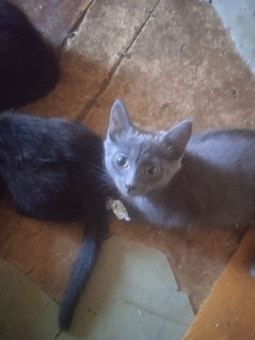 Отдам котяток в добрые руки