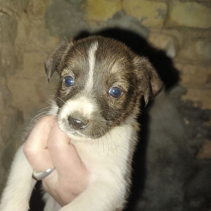 Продаются щенки 150 000сум Джек Рассел смешанный