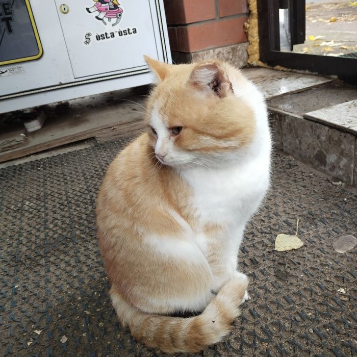 Кот грустный в добрые руки