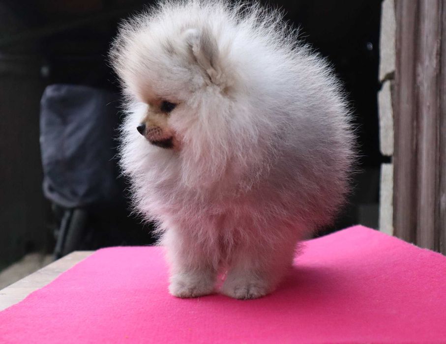 Миниатюрно момиченце померан с родословие FCI