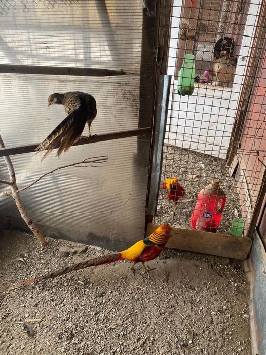 Фазаны Румынские