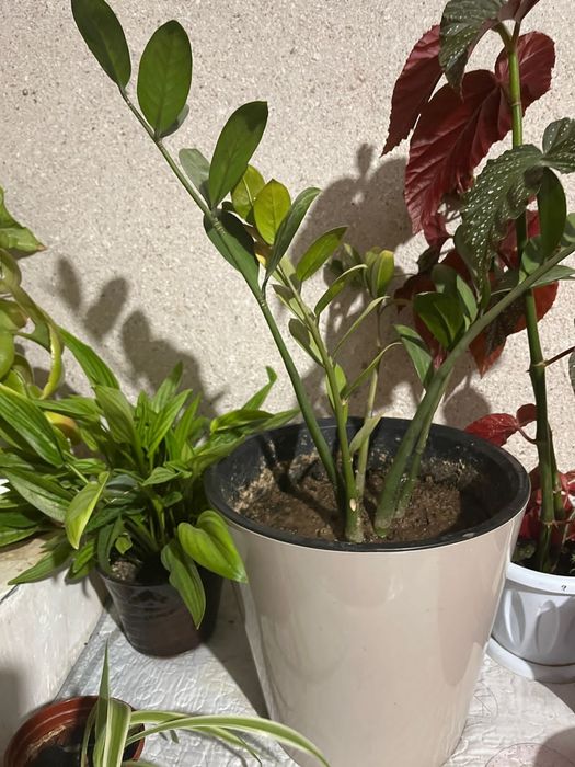 Комнатные растения