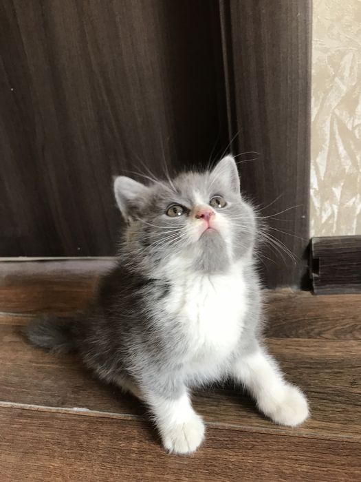 Отдаем котят в хорошие и любящие руки