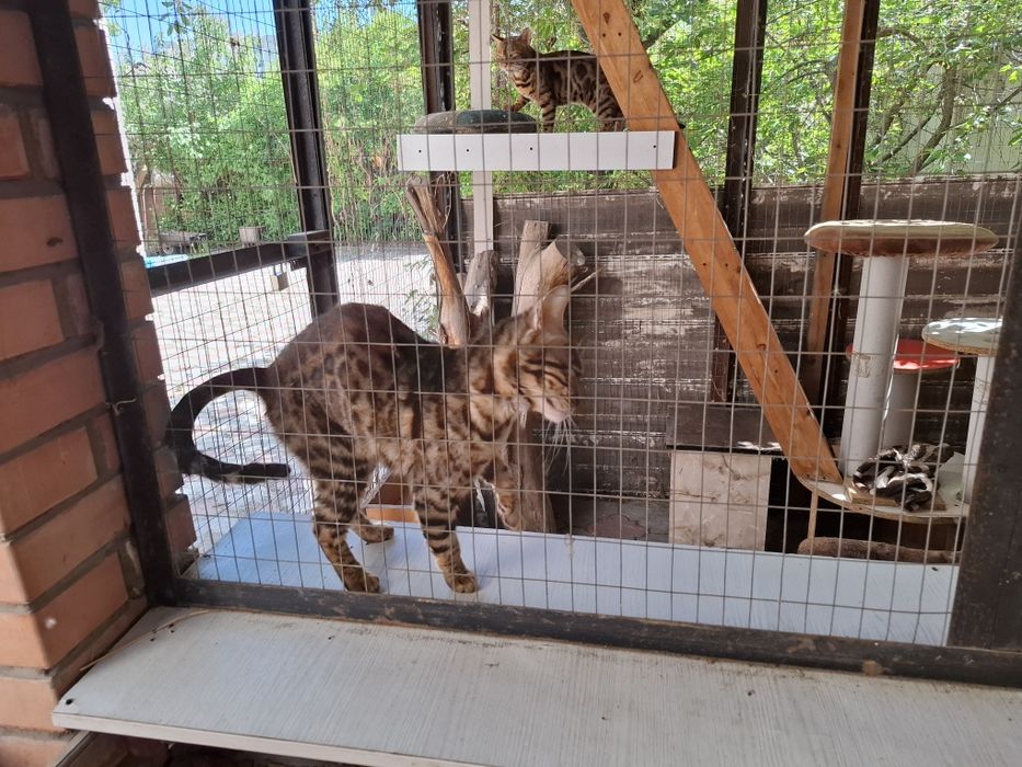 Бенгальские кошки