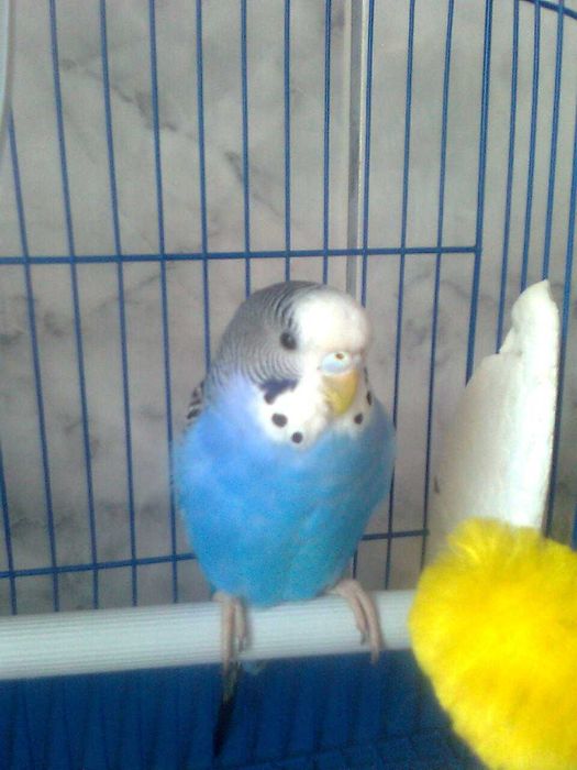 Vând peruși ::  femele și masculii