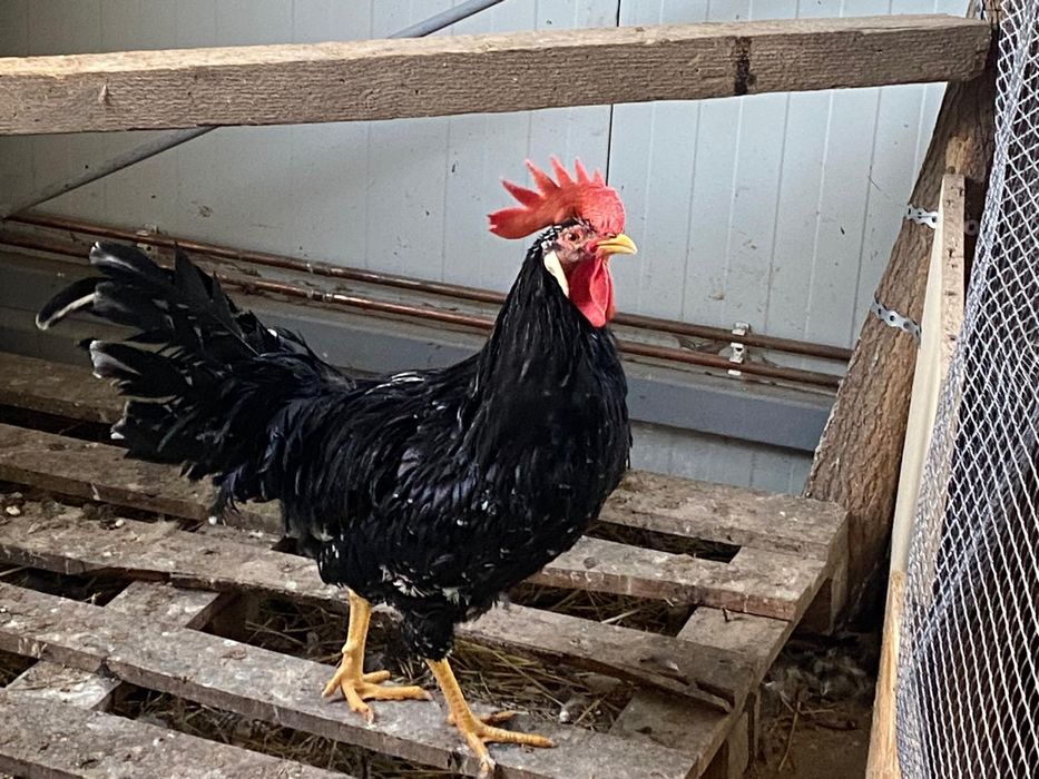 Ouă pentru incubat de italiene negru-bobat