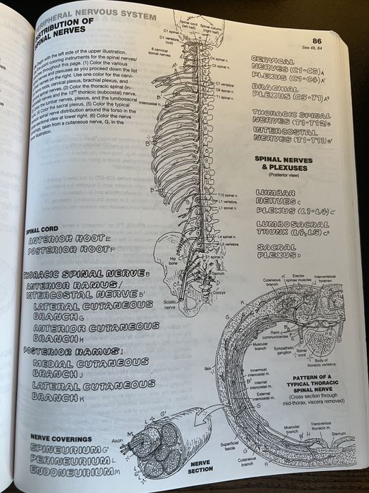 Atlas de anatomie pentru colorat
