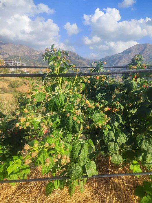 Малина сорт Делнива, Маравилла, Маргаритта, Полка, Полана , Энросадира