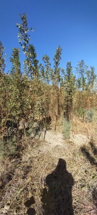 Yasin koʻchati. Ясин.  шумтол кучат