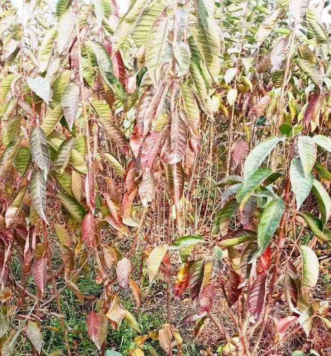 Мевали дарахтлар кўчатлари-Саженцы плодовых деревьев