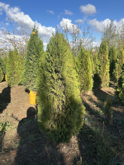 Саженцы көшеттер барлығы бар