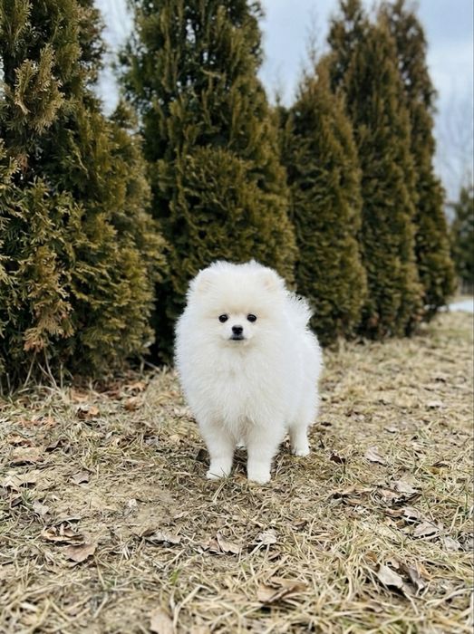 Pomeranian alb mini