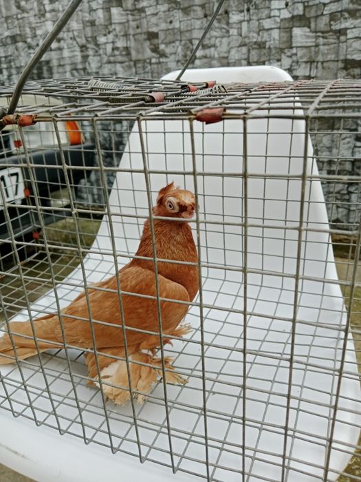 Продам малоносых голубей