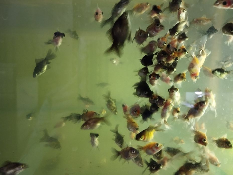 Телескопы, Золотые