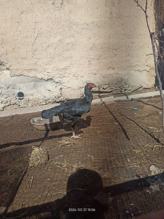 Дакен жожа товуқлар