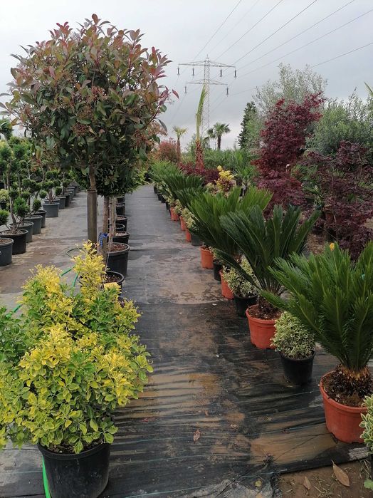 Vând tuia leylandi chiparos, magnolie, palmieri, gazon, mesteacăn