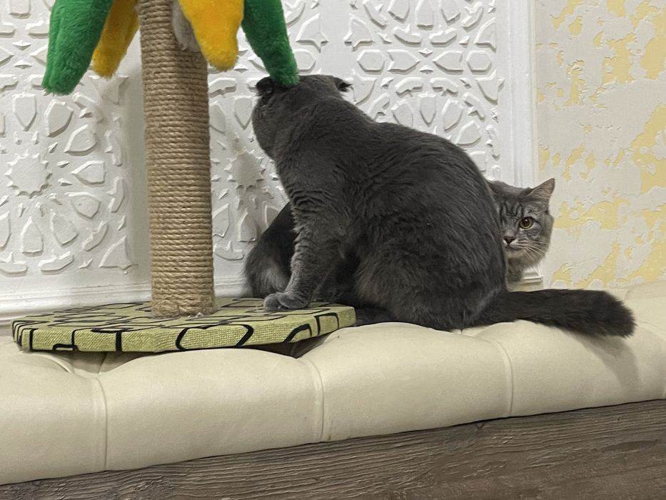 вязка скотиш фолд