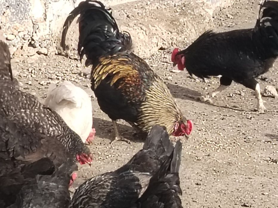 Куры Питухи Тауык