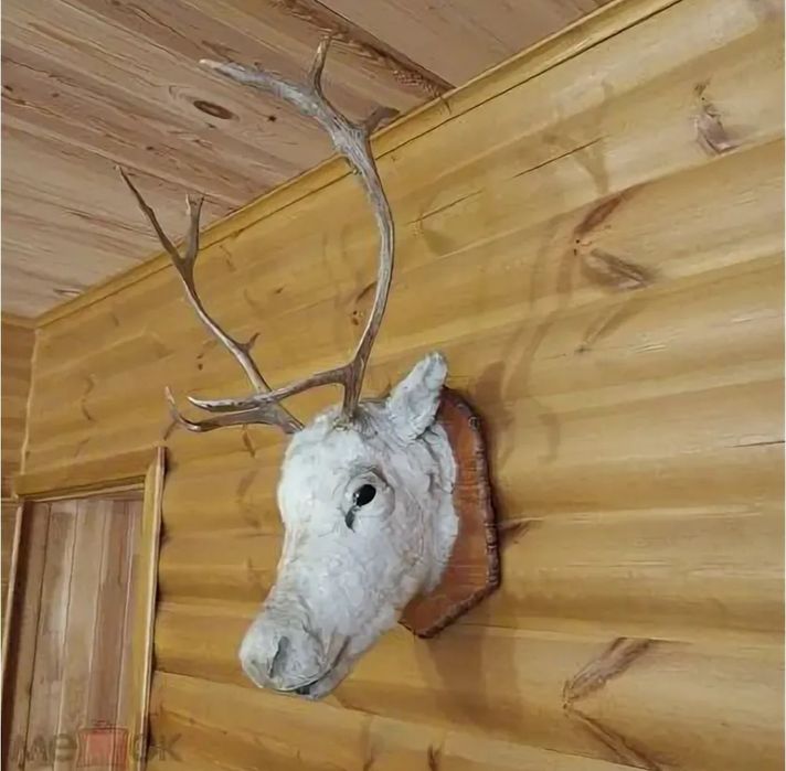 Продам дёшево трофей